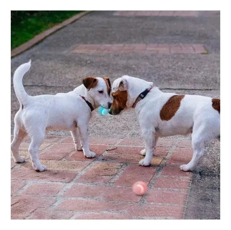 Bola inteligente para cães e gatos